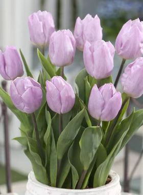 园艺球叔进口郁金香种球五度球耐寒水培球根阳台庭院盆栽花卉室内