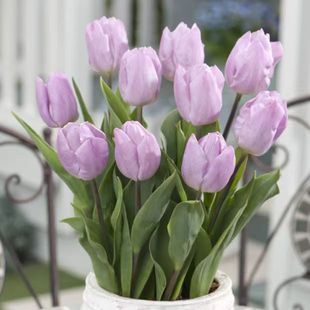 园艺球叔进口郁金香种球五度球耐寒水培球根阳台庭院盆栽花卉室内