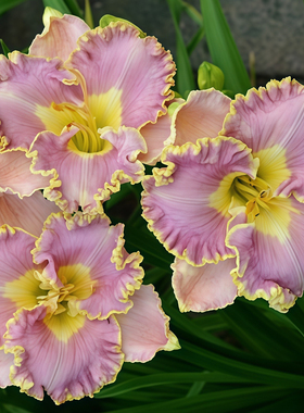 进口重瓣大花萱草花苗多年生宿根开花植物庭院阳台花境耐寒盆栽苗