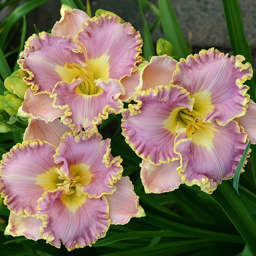 园艺家萱草宿根花卉室外阳台耐寒