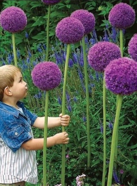 园艺家大花葱进口荷兰种球大使花境花卉庭院地载盆栽耐寒宿根球根