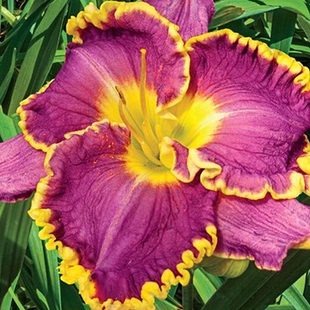 大花萱草多年生宿根开花植物庭院阳台盆栽地载花境耐寒耐热盆栽苗