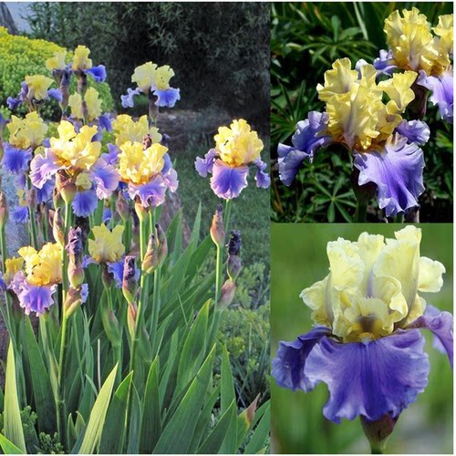 多年生耐寒耐旱阳台球叔德国鸢尾