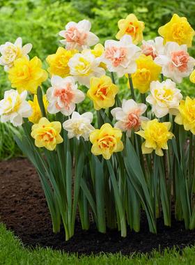 洋水仙进口种球花卉宿根盆栽阳台庭院多年生球根耐寒容易种植现货