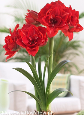 朱顶红进口荷兰条纹孔雀惊奇铃声火焰黛丝多年生花卉室内盆栽种球