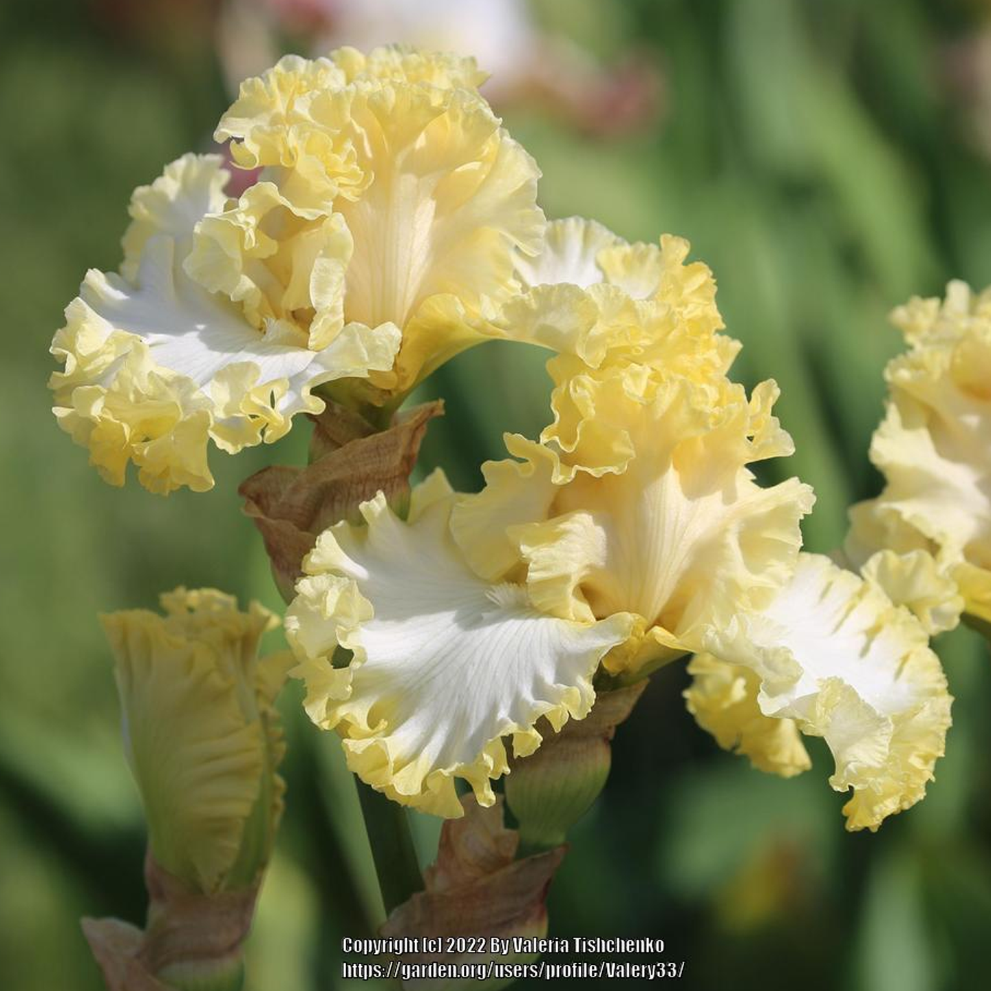 耐寒花卉园艺家春秋德国鸢尾宿根