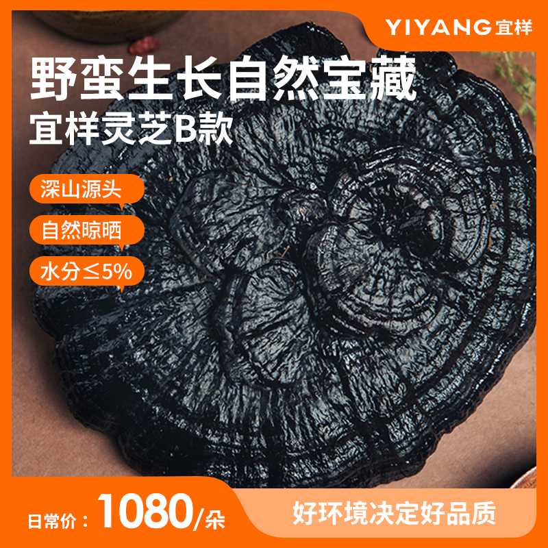 宜样紫灵芝整株灵芝整朵