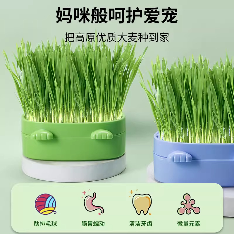 猫草盆栽无土水培种植