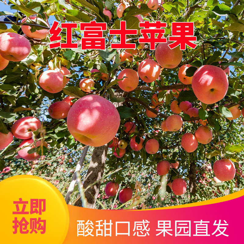 （富士王）浓香脆甜微酸不打蜡新果应季现摘绿色食品孕妇儿童适宜