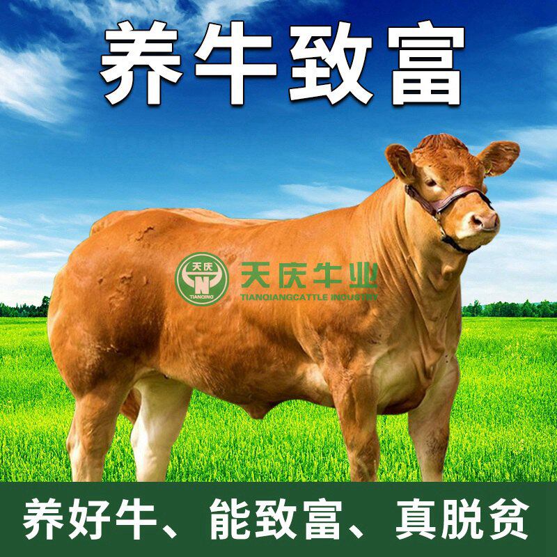 鲁西黄牛活体小母牛养殖肉牛犊活体3-6个月养殖云南牛西门塔尔牛|ruв категории животноводства/аквакультура материалов, животноводства/аквакультура услуг, животноводства/аквакультура технического обслуживания - от Buy2taobao.com для оказания профессиональной услуги покупки агента Taobao