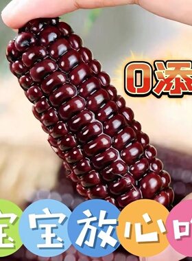 婴儿童云南西双版纳小糯手指玉米紫色紫金糯米拇指母指玉米小玉米