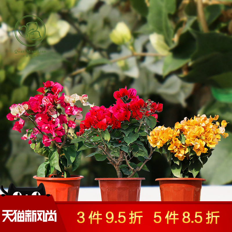 ÂÌÒ¶Ó£»¨Èý½Ç÷ÅèÔÔÒ¶×Ó»¨Ëļ¾¿ª»¨Åè¾°»¨»ÜÍ¥Ôº»¨Ô°Ö²ÎïÖØ°êÅÀÌÙ