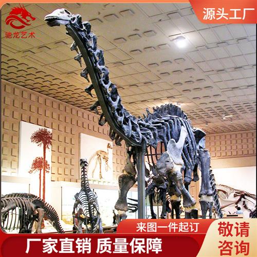 仿真马门溪龙骨架化石大型长脖子恐龙化石动物复原骨骼标本