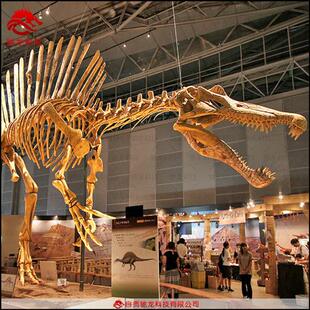大型仿真恐龙棘龙甲龙基龙骨架化石模型定做动物骨骼标本