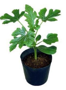 春夏四季种植早熟嫁接西瓜苗8424苗秧种苗种子西瓜瓜果蔬菜苗
