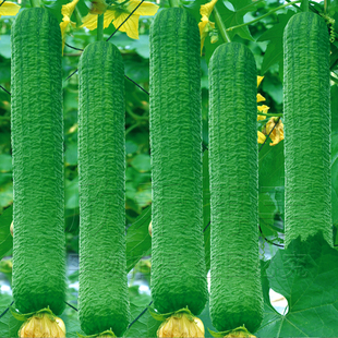 蔬菜苗 特大高产耐热爬藤苗子农家四季 皱皮肉丝瓜苗子春季 夏秋季
