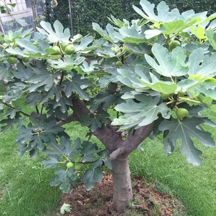 无花果树苗波姬红当年结果波姬红特大无花果庭院地栽盆栽四季栽种