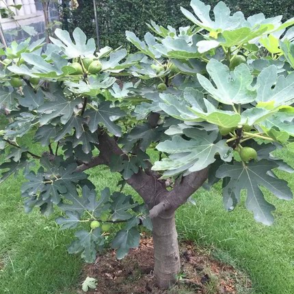 无花果树苗波姬红当年结果波姬红特大无花果庭院地栽盆栽四季栽种