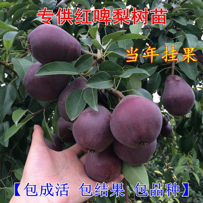 红啤梨树苗梨树苗地栽红梨树苗果树嫁接苗当年结果庭院种植