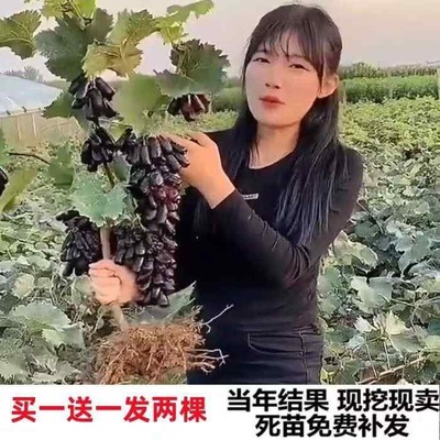 盆栽无籽蓝宝石葡萄树苗当年结果南北方庭院室内外种植爬藤包成活