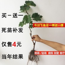 巨峰葡萄树苖当年结果葡萄大果树果苗北南方种植树爬藤苗盆栽地栽