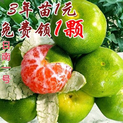 新品种青皮蜜桔苗 日南一号桔苗嫁接青早熟苗 柑橘无核蜜桔子树苗