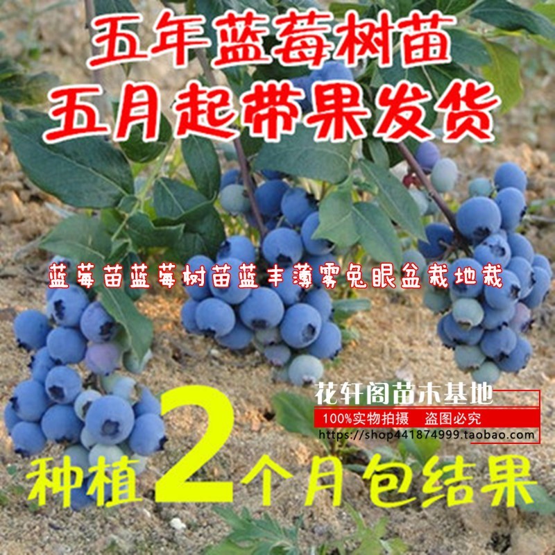 蓝莓苗蓝莓树苗蓝丰薄雾兔眼盆栽地栽黑珍珠南方北方种植当年结果-封面