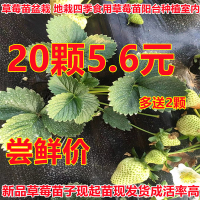 草莓苗种植带盆带土四季盆栽室内植物奶油草莓秧家庭阳台食用结果