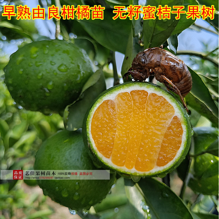 早熟由良柑橘苗 无籽蜜桔子果树 无核新品种 特早青皮橘子果树苗