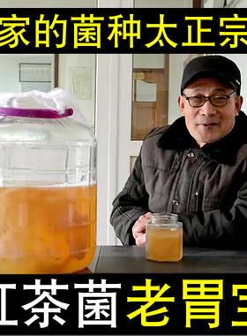 正宗红茶菌母菌种传统原瓶胃宝菌种康普茶菌海宝菌醋蛾子菌包养活