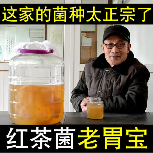 正宗红茶菌母菌种传统原瓶胃宝菌种康普茶菌海宝菌醋蛾子菌包养活