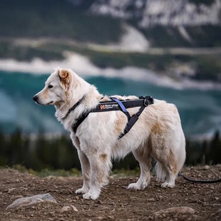 FREEMOTION 代购 dogwear STOP HARNESS狗狗宠物户外运动胸背 NON