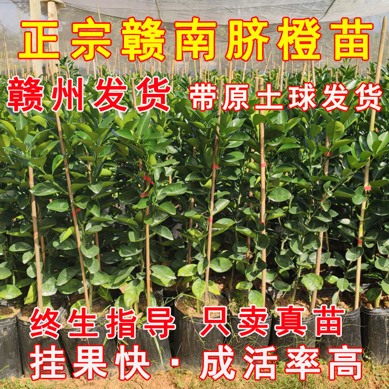 脐橙苗次年挂果带土带果早熟耐寒