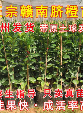 脐橙苗次年挂果带土带果早熟耐寒