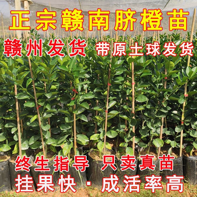 脐橙苗次年挂果带土带果早熟耐寒