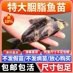 一帆风顺胭脂鱼淡水好养耐活鱼观赏鱼渔场直发新手好养鱼