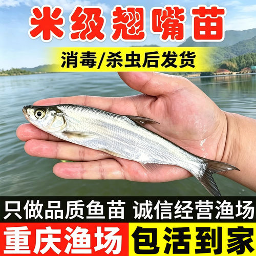 正宗米级翘嘴吃小鱼小虾长势快