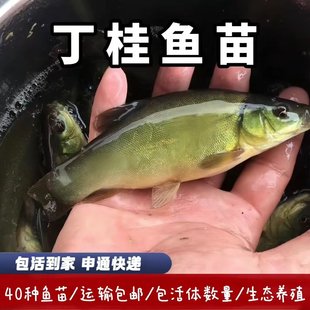 丁桂鱼苗活体丁贵鱼苗欧洲丁桂鱼丁岁鱼须桂鱼丁鳜鱼丁鲑鱼苗包邮