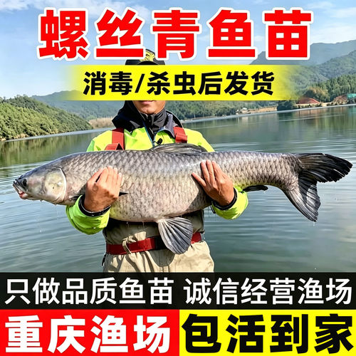 下塘吃螺丝蚌壳可长上百斤