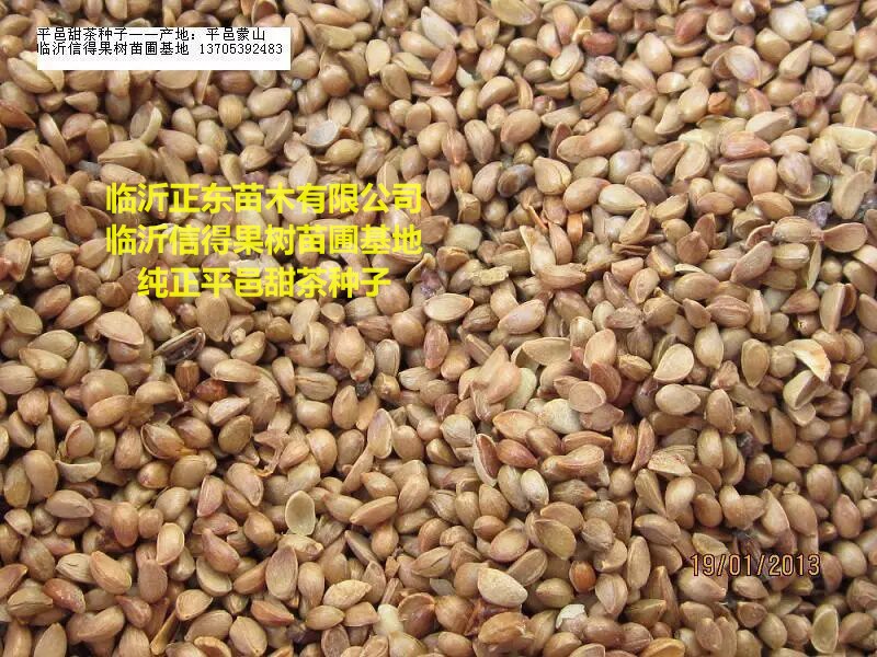 甜茶种子蒙山甜茶种甜茶苗木种子