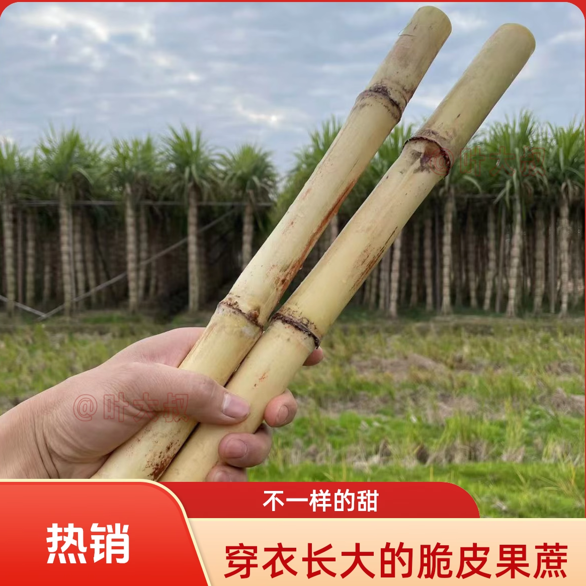 偏远地区链接）广西木格白玉蔗玻璃脆新鲜水果甘蔗脆皮蔗顺丰包邮