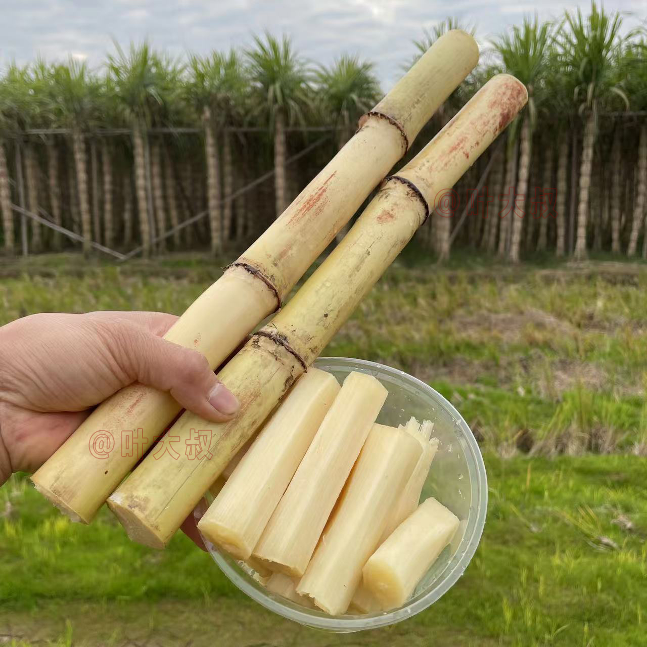 包裹生长白玉甘蔗脆甜多汁鲜嫩皮薄正宗广西木格玻璃甜杆2/5/9斤