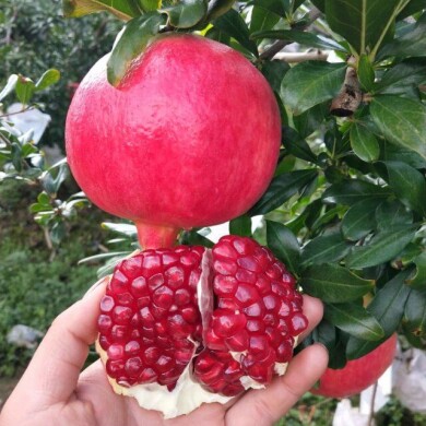 会理石榴树树苗特大突尼斯软籽石榴苗盆栽带土南北当年结果苗庭院