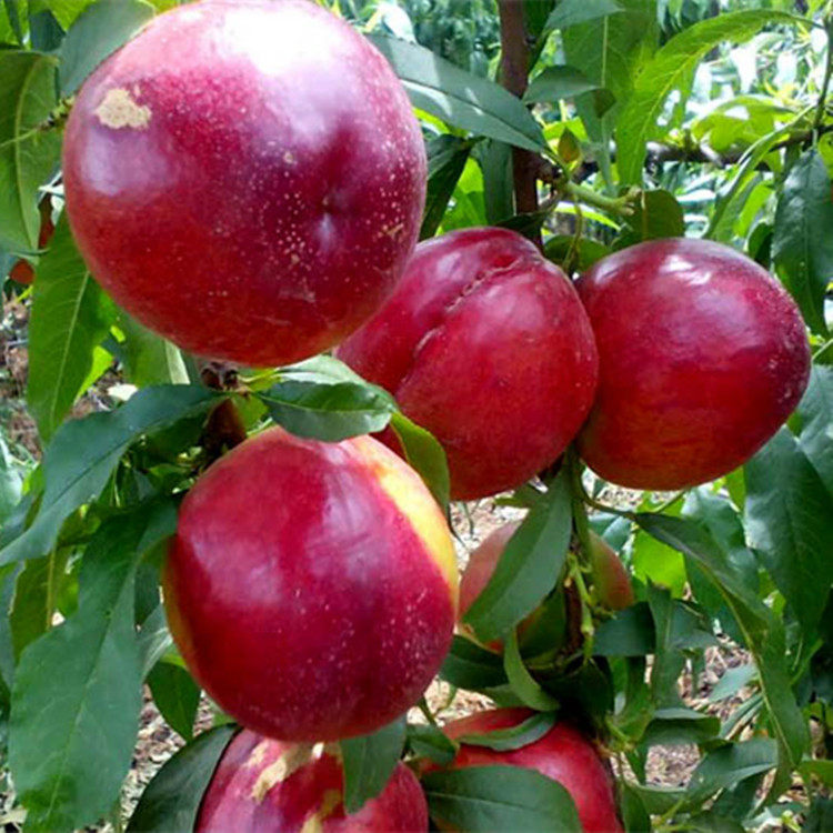 特大油桃树苗金硕油桃苗嫁接黄油桃树苗当年结果树苗南方北方种植