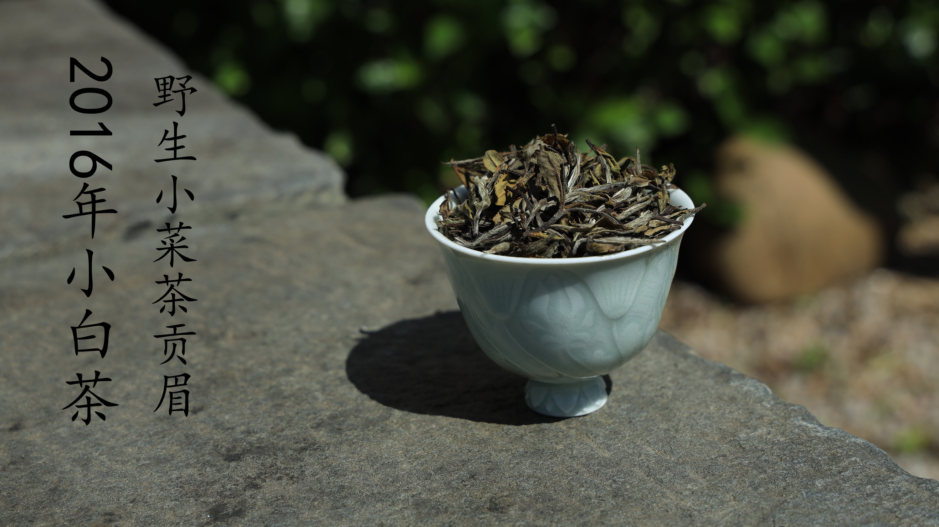 器熹白茶 2016年贡眉小白茶 野生小菜茶品种 花香 100克散茶罐装