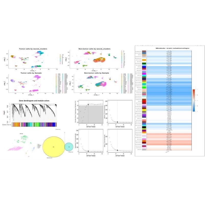 生信数据分析,单细胞、转录组、空间组学等多组学分析.
