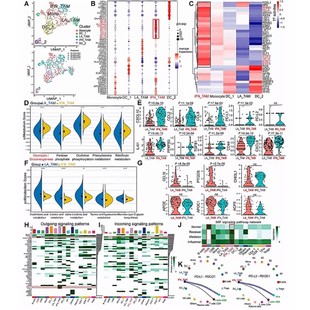 基因家族共线性基因对KaKs计算进化选择分析