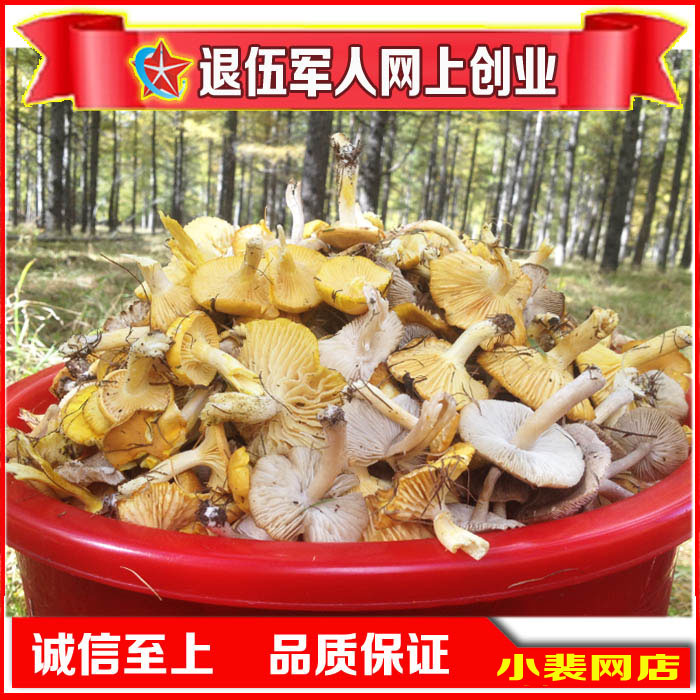 呼伦贝尔特产大兴安岭阿尔山产森林小黄蘑油蘑菇菌蘑菇