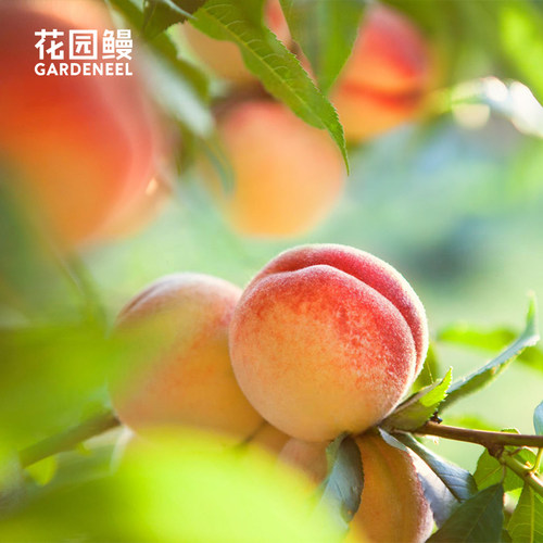 花园鳗多品种桃树黄桃水蜜桃鹰嘴