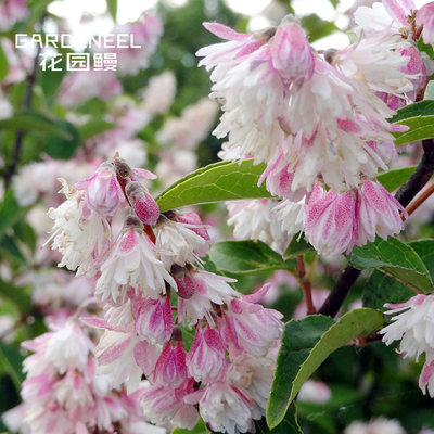 【溲疏】雪樱花草莓庭院耐阴加仑